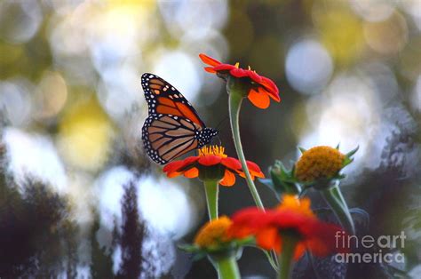 Butterfly At Sunset Photograph By Elizabeth Ann Fine Art America