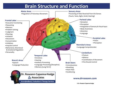 Neurofeedback Treatment Brain Diagram Brain Structure