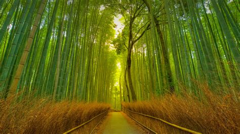 Chinese Scenery Bamboo Forest Japan