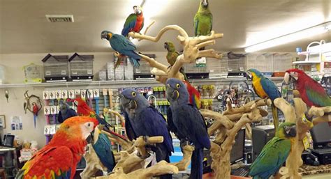 Exotic Birds For Sale In Florida