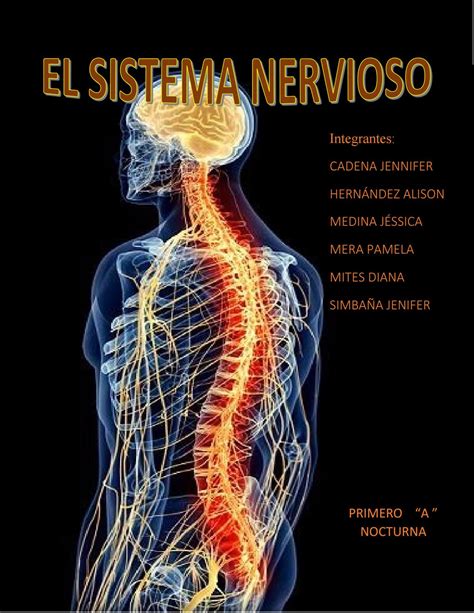 El Sistema Nervioso By Pamelamera Issuu