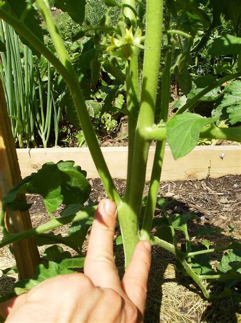 Three Finger Method To Pruning Identifying And Removing Tomato Suckers