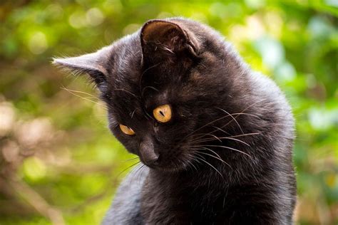 Black Cat Portrait Cat Portraits Black Cat Cats