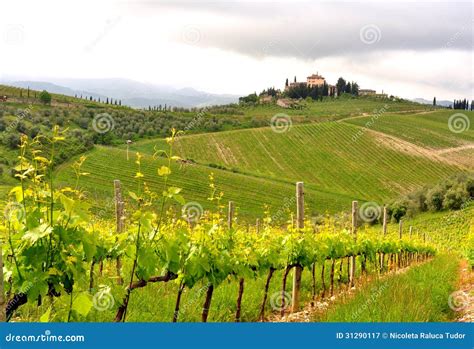 Organic Vineyards In Tuscany Italy Royalty Free Stock Photography