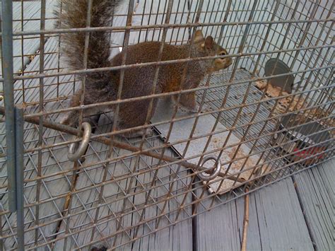 Charlotte Squirrel Removal Squirrel Removal From Attic