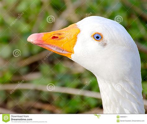 Cute White Goose With Natural Deep Blue Eyes Stock Image Image Of
