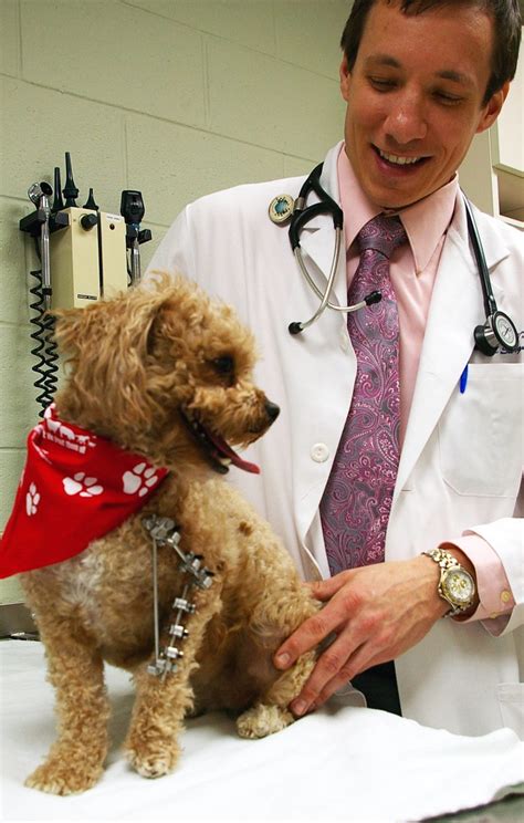 Pet Surgery Cat And Dog Veterinary Surgeons Uw Veterinary Care
