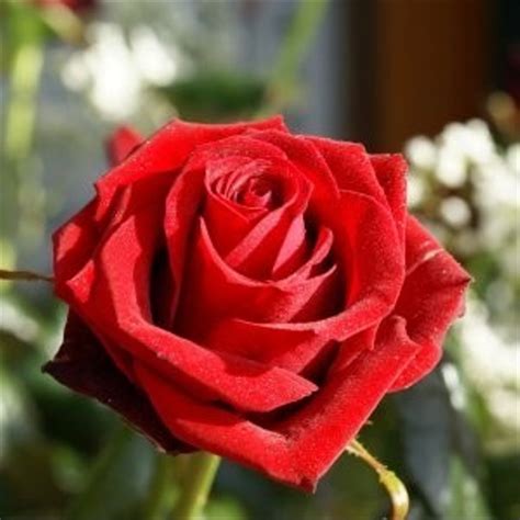 Jual Bunga Mawar Merah Di Lapak Daco Bibit Dacobibit