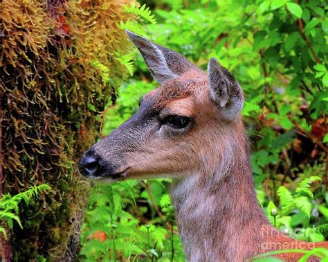 Sitka Black Tailed Deer Doe Profile Photograph By Dan Mcintyre Fine