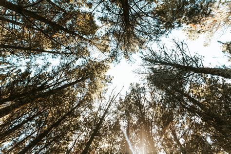 Browse Free Hd Images Of View Of Treetops From The Forest Floor