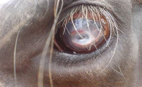 Corneal ulceration causes a reflex uveitis which can be severe in cases of secondary infection. INFECTIOUS BOVINE KERATOCONJUNCTIVITIS - CLINICAL AND ...