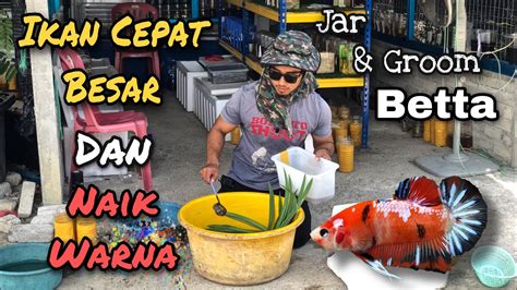 Ikutilah cara merawat ikan cupang berikut ini agar cepat tumbuh besar dan warnanya bagus. Groom & Jar Ikan Laga/Betta Cara Senang - YouTube