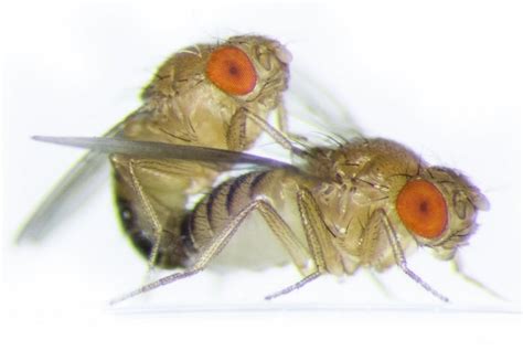 Female Fruit Flies Become More Aggressive Towards Each Other After Sex Imperial News