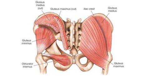 Gluteal Tendinopathy And Bursitis Brookvale Physio Hprs Physio