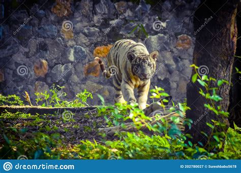 Tiger Walking In The Forest Stock Image Image Of Nature Walking