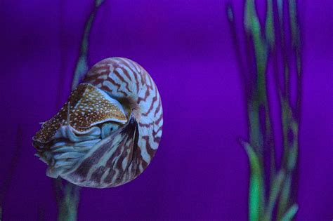 9 Fascinating Facts About The Nautilus