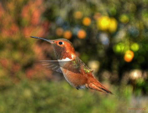 Bildet Gren Fugl Dyreliv Nebb Hummingbird California Robin