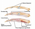 collateral ligaments & extensor hood: lateral | Hand therapy, Hand ...
