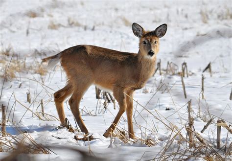 Young Whitetail Deer Metamora Michigan Young Doe In A Fie Flickr