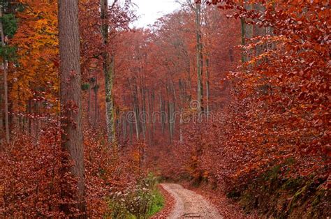 Dirt Road Through Rusty Red Colored Beech Forest Fall Season Nature