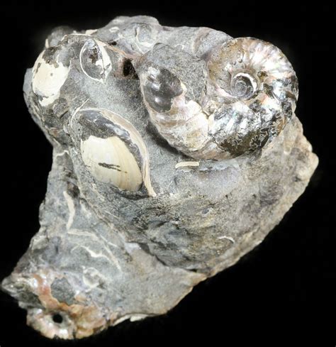 16 Hoploscaphites Ammonite And Clam Cluster South Dakota 46882 For Sale