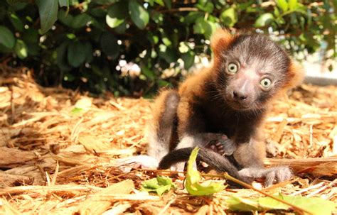 Critically Endangered Red Ruffed Lemur Born The Lemur Conservation