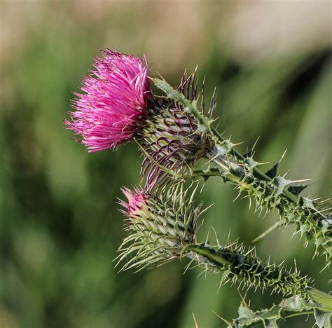 Milk Thistle Herbal Drops St Marys Thistle Greenpet