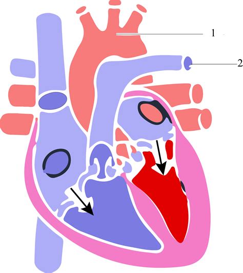 Understanding Human Heart With Heart Diagram Edrawmax