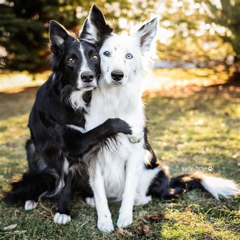 20 Things All Border Collie Owners Must Never Forget