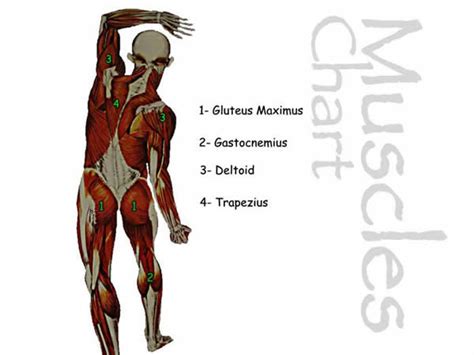 Body Muscle Chart Back Muscles Of The Shoulder And Back Laminated