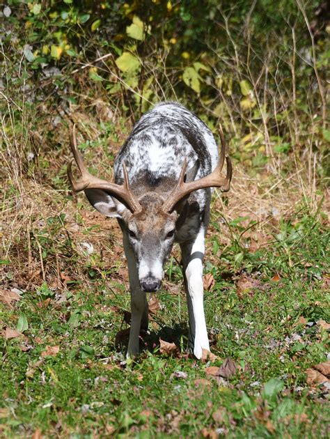 Maryland Biodiversity Project White Tailed Deer Odocoileus Virginianus