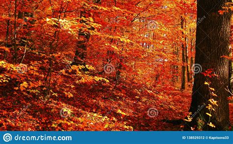 Beautiful Sunny Day In The Autumn Golden Forest Stock
