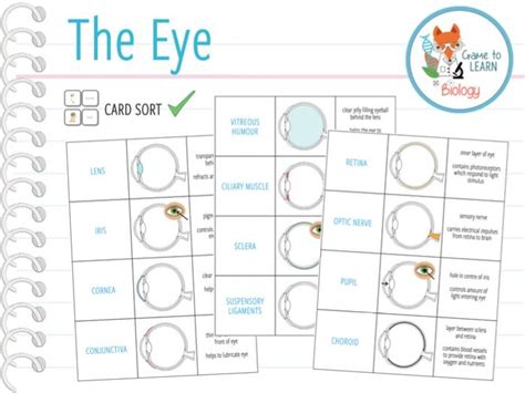 The Eye Card Sort Ks34 Teaching Resources