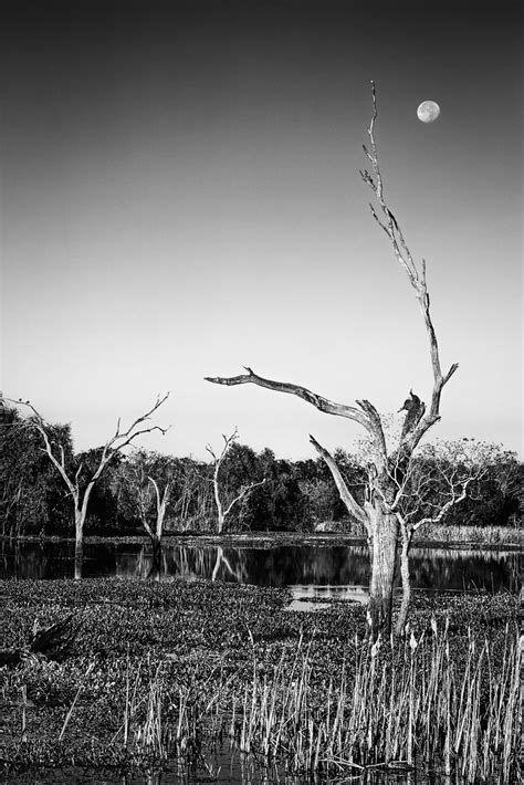 Dead Tree Moon Elm Lake Brazos Bend State Park As Always Flickr