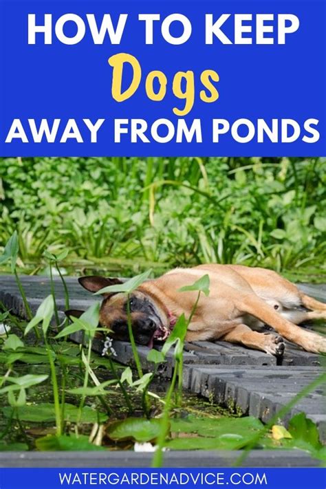 The product floats in the water and works at night, 7 days a week 3. How To Keep Dogs Away From Ponds | Water Garden Advice