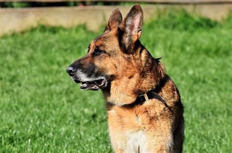 700 Free German Shepherd And Dog Images Pixabay