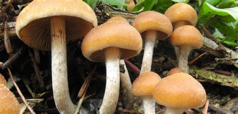 Magic Mushrooms Are Shaping The Future Of Psychiatric