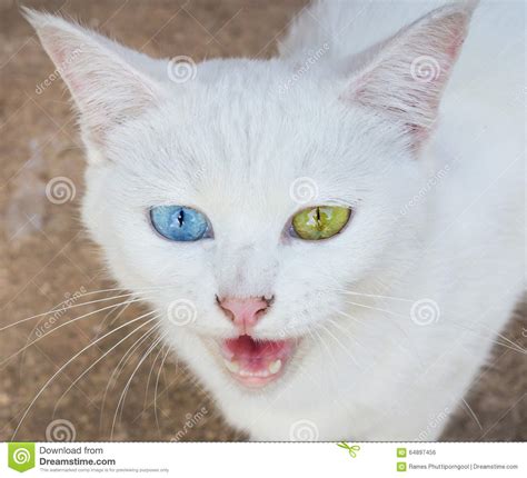 Cats with other coat colors may have eyes of any color. White Cat Eye Color stock photo. Image of nose, face ...