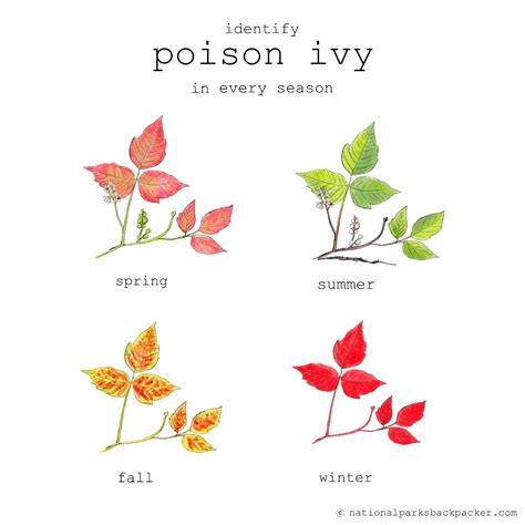How To Spot Poison Ivy National Parks Backpacker
