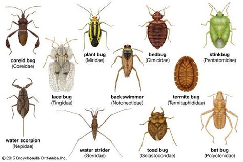Hemiptera Families