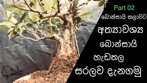 Announcements for bonsai exhibits, workshops, collecting trips, etc, can be posted here. How to identify Bonsai Style lesson 2 (Bonsai sinhala ...