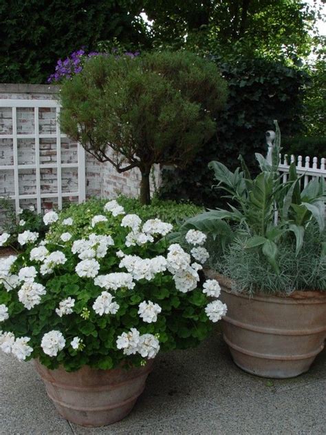 For A Mass Of White Flowers All Summer Long Plant A Pot