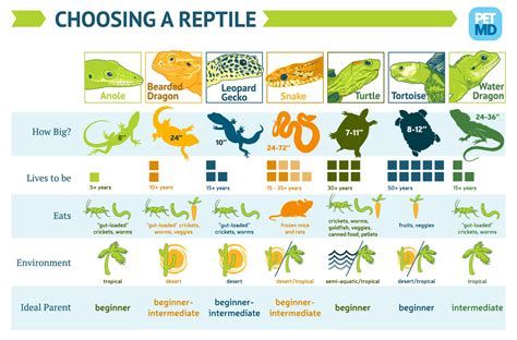 Choosing Pet Reptiles Petmd