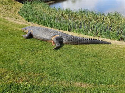 A Large Faux 14 Foot Alligator 1 Golf Course