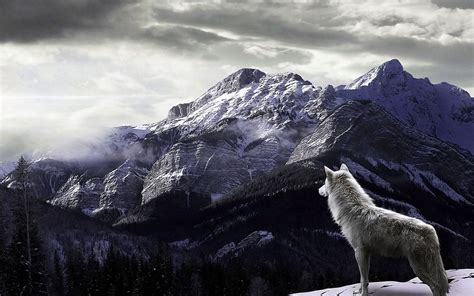 Wallpapers Desktop Wolves Wolf Wallpaperspro