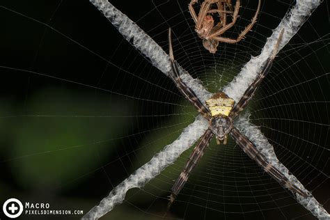 Cross Spider Web Stabilimenta And Exuvia Argiope Dolesch Flickr