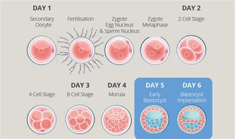 Embryogen And Blastgen Culture Media City Fertility
