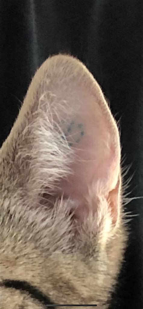 Black Spots On Cats Ear Does Anyone Know What These Could Be Rcats