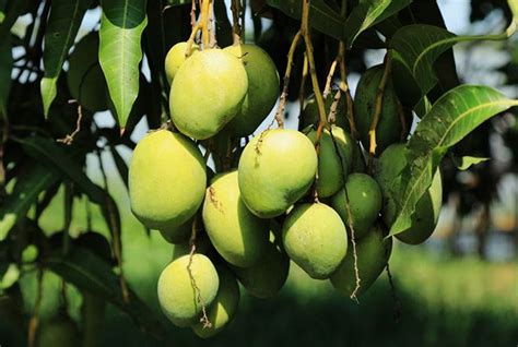 Cara Membuat Mangga Cepat Matang Di Pohon Kumpulan Tips