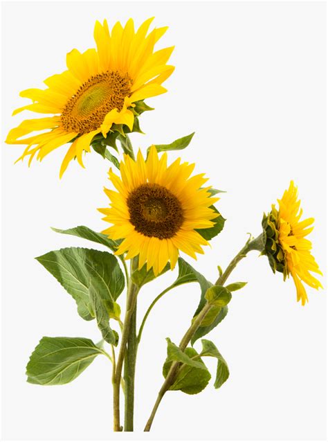 Girasol Sticker Sunflower Png Free Transparent Png Download Pngkey